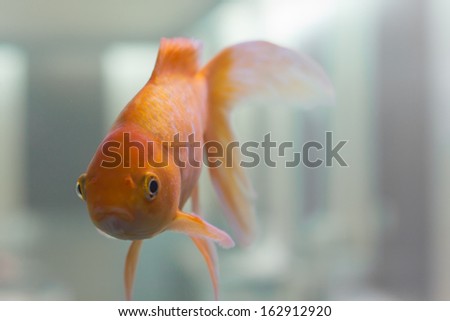 big orange fish, with big eyes in aquarium