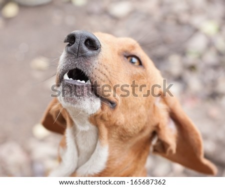 hunting dog nose on focus, ready for hunt