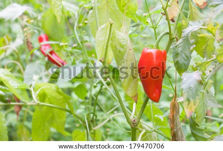 red hot chili peppers growing in the garden