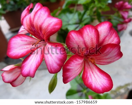 flower, flowers, pink, isolated, background, white, floral, blossom, fresh, plant, garden, spring, nature, bouquet, freesia, stem, single, color, close, summer, natural, detail, beautiful, beauty, up,