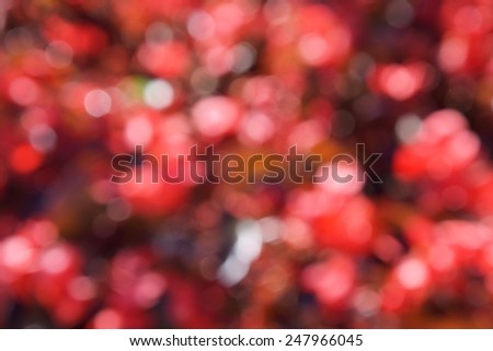 abstract photo of light burst among trees flower and glitter bokeh lights. image is blurred and filtered.