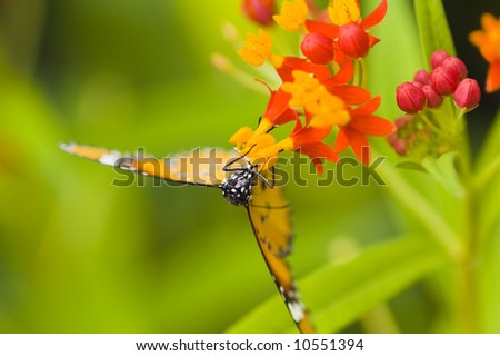 insects love flowers