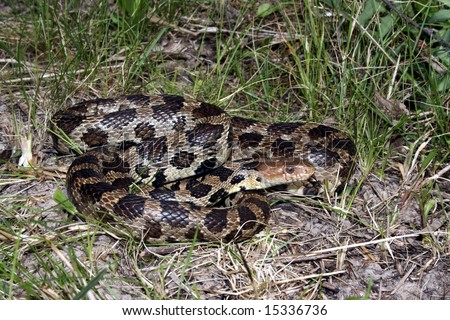 Western Fox Snake