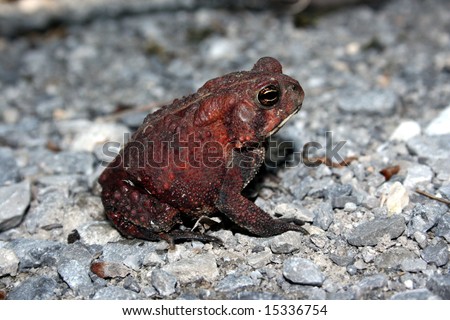 Dwarf American Toad (Bufo americanus charlesmithi)