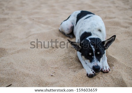 Dog sleep on the beach