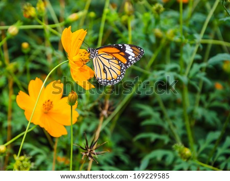 black and orange butterfly with orange flower field