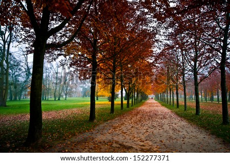 Path lined with trees