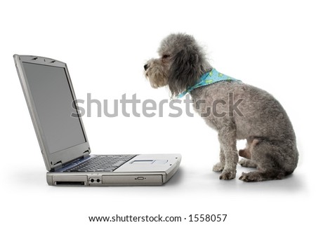 Toy Poodle Silver