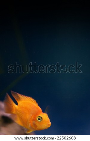 Gold fish swimming in aquarium with space for copy.
