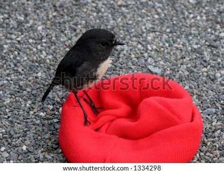 A New Zealand Robin (Petroica australis) sitting on a red beanie. These birds have NO fear of humans and will cheerfully come within arms length.