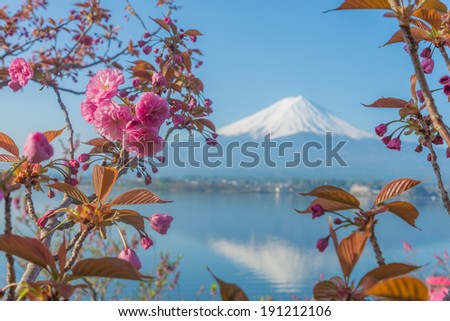 Mount Fuji with cherry blossoms
