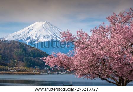 Mt Fuji and Cherry Blossom at lake Kawaguchiko