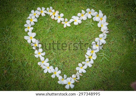 Plumeria (Frangipani) flower heart