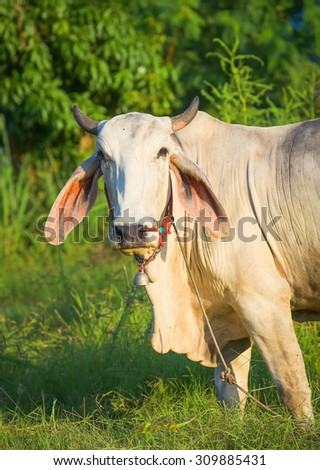 Thailand cow asia animal forest