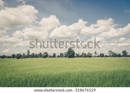 Rice field green grass blue sky cloud cloudy landscape ,vintage