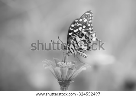 Butterfly and Beautiful flower , black and white