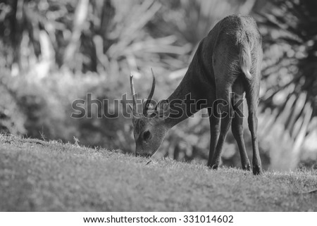 deer eating grass on nature background , black and white