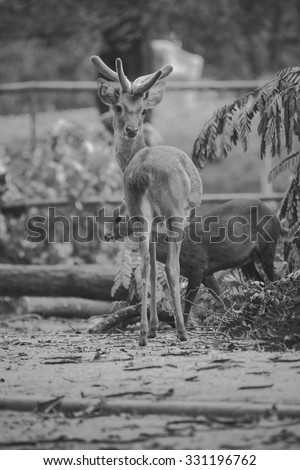 deer in the zoo, thailand , black and white
