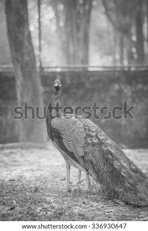 Indian peacock (Pavo cristatus). It\'s the national bird of India black and white