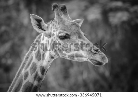 close up of giraffe face , black and white