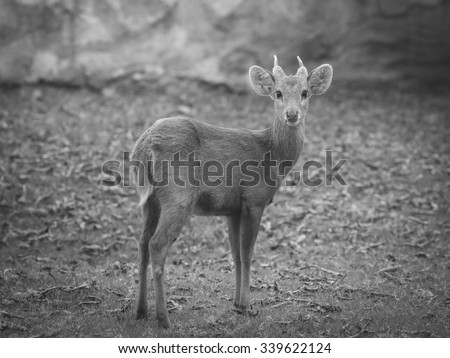 deer in the zoo, thailand , black and white