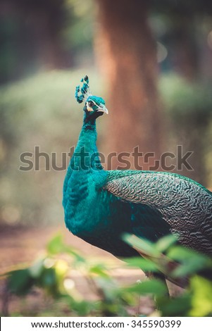 Indian peacock (Pavo cristatus). It\'s the national bird of India , vintage