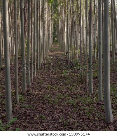 Gaps in the  eucalyptus plantations