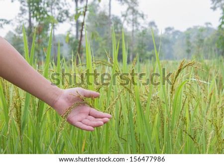 Man hand holding ears of corn in the field