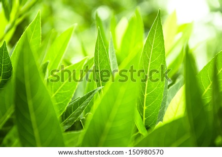 Go Green concept with leaves background