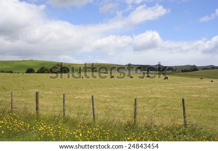 Field of stubble with black and white dairy cows grazing in the distance, Tasmania, Australia