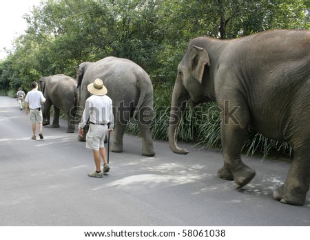 Asian Elephants go for a walk at an Australian zoo.  Asian Elephants are an endangered species with only 40,000 left in the wild. They are found in 14 different countries throughout Southeast Asia.