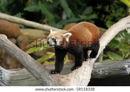 A Red Panda marking his territory. The Red Panda is classified as Vulnerable.