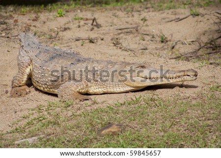 Saltwater crocodile, or estuarine crocodile is the largest of all living reptiles. It is found in suitable habitats in Northern Australia, the eastern coast of India and parts of Southeast Asia.