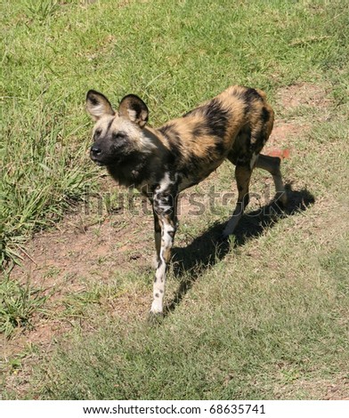African wild dog, also called Cape hunting dog or painted dog, watching attentively