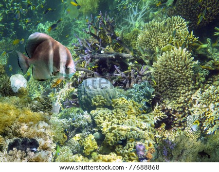 Corals and tropical fish at the Low Isles reef, part of the Great Barrier Reef system in far north Queensland, Australia