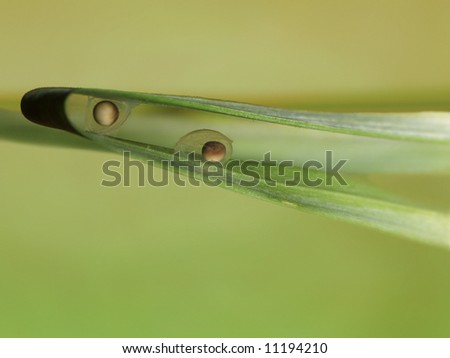 Eggs of newt wrapped up to leaf of underwater plant. Eggs laid probably by Alpine Newt (Triturus alpestris) or Carpathian Newt (Triturus montadoni).