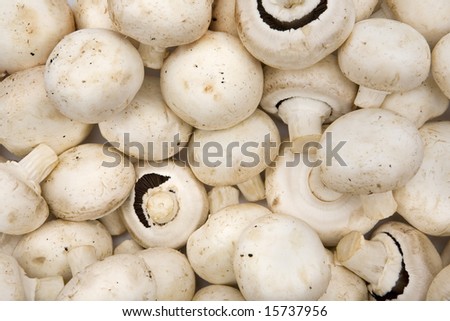 common mushroom
