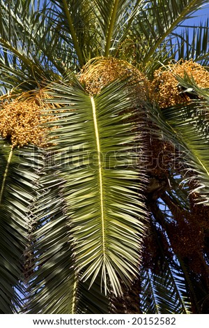 Crown of Date Palm (Phoenix dactylifera) with date clusters hanging down