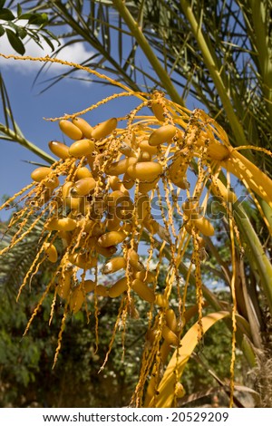 Date cluster of Date Palm Tree (Phoenix dactylifera)