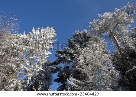 Trees covered snow and hoar frost