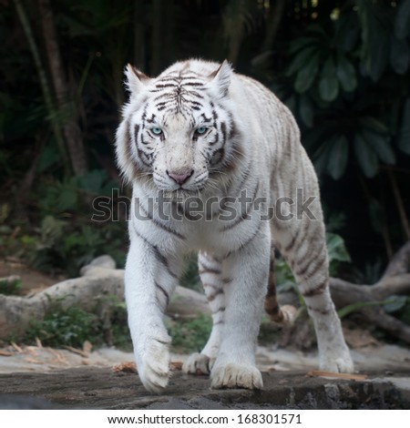 White tiger walking