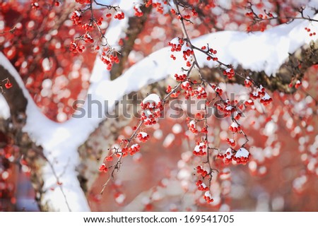 Winter berry in snow in northeast snow storm 2014