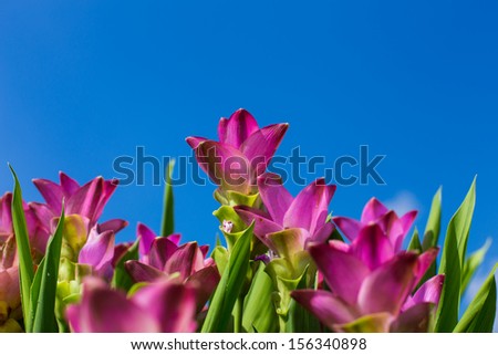 Siam Tulip or Thailand tulip flower