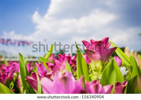 Siam Tulip or Thailand tulip flower