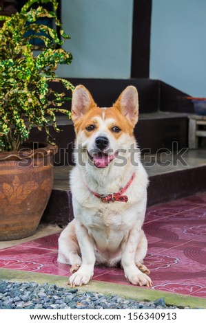 Smiling fat dog