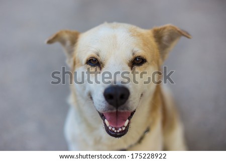 Close Up Happy Dog Smiling