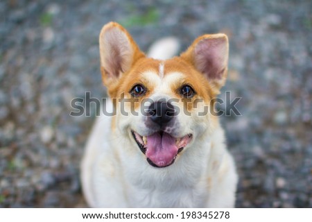 healthy dog smiling