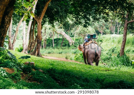 Asia elephant in the forest. It can see in Chiang mai ,Thailand.