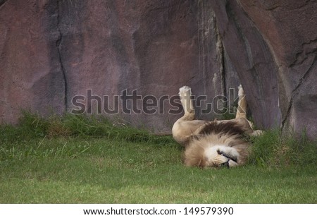 Lion Taking a Nap Belly Up