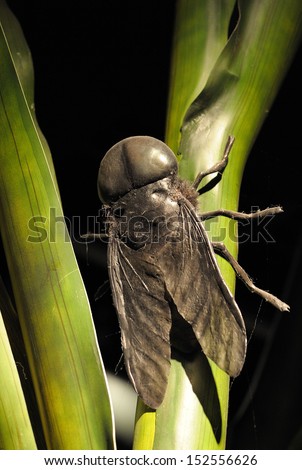 large black fly with big black eyes sitting on a green blade